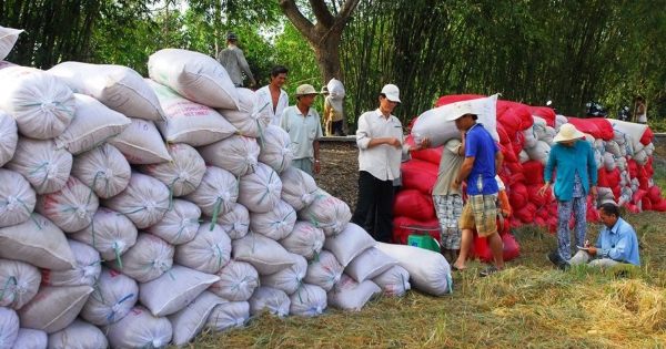 Giá lúa Hè Thu không cao, nông dân lợi nhuận thấp