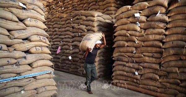 Gạo châu Á chững giá