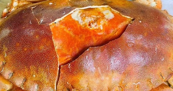 Cua 'siêu gạch' châu Âu về Việt Nam giá rẻ kỷ lục