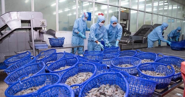 Doanh số Sao Ta tăng vọt 43% trong nửa đầu năm
