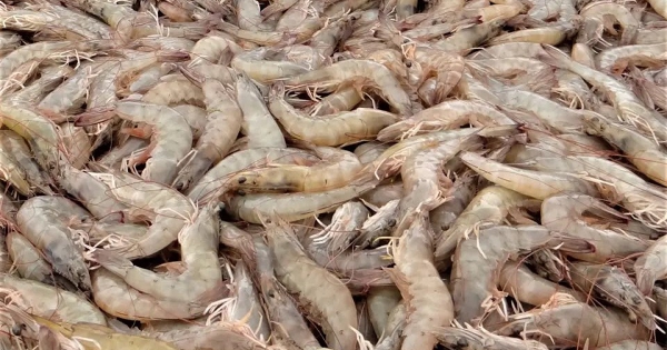 VASEP: Mỹ áp thuế 25% đối với hàng nhập khẩu từ Ấn Độ, tôm chịu tác động nặng nề