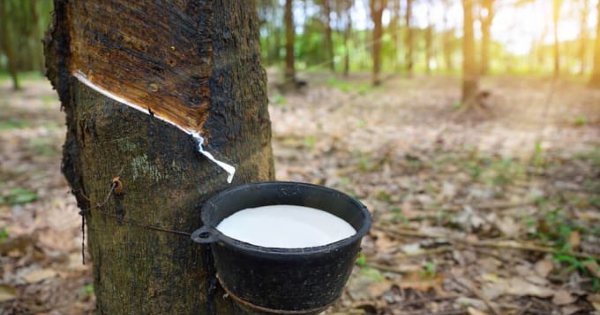 Xuất khẩu cao su tăng mạnh, nhiều công ty báo lãi tăng bằng lần
