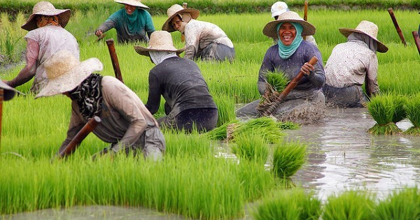 Philippines sẽ tạm dừng xuất khẩu gạo trong 60 ngày