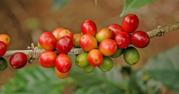 Giá cà phê arabica giảm mạnh khi lo ngại về thuế quan