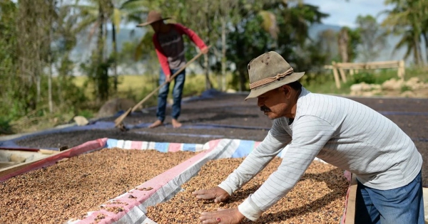 Chênh lệch giá arabica – robusta lên mức cao nhất từ 2011 do lo ngại thiếu hụt nguồn cung