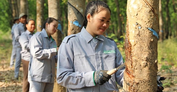 Thaco Agri tiếp tục có lãi