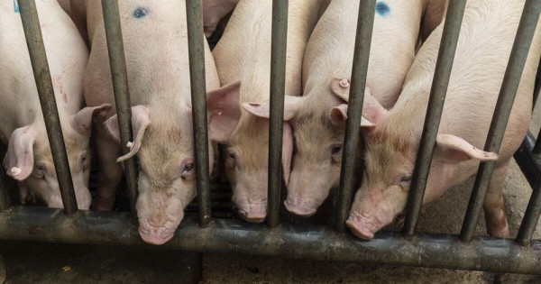 Giá heo hơi liên tục lao dốc, Trung Quốc bàn giải pháp giảm nguồn cung