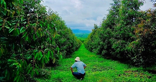 Lô trái phiếu nghìn tỷ của Hưng Thắng Lợi Gia Lai tiết lộ kế hoạch làm cà phê và dâu tằm của bầu Đức