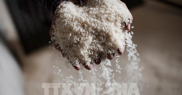 Giá gạo Thái Lan chạm mức cao nhất 3 tuần do đồng baht mạnh