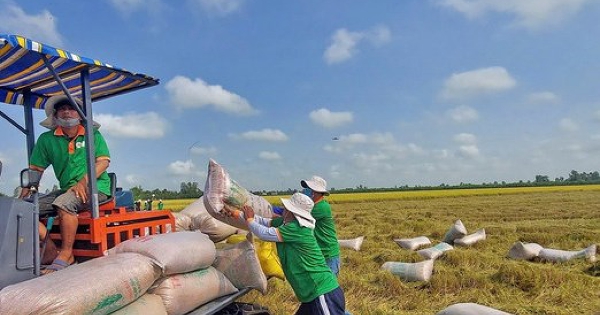 Linh hoạt gỡ khó trong xuất khẩu gạo