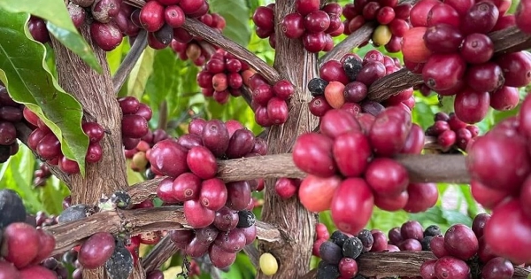 Giá cà phê arabica tiến sát mốc kỷ lục vì lo ngại sản lượng ở Brazil