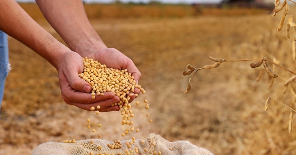 Ngành đậu tương Mỹ đối mặt khủng hoảng khi đơn hàng từ Trung Quốc vẫn 'đóng băng'