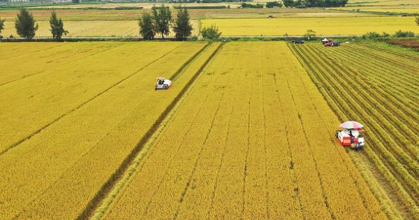 Thị trường nông sản: Giá gạo xuất khẩu tăng, giá bán trong nước chịu áp lực