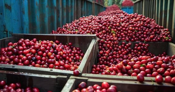 Giá cà phê arabica giảm mạnh