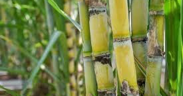 Mía đường Sơn La (SLS) dự báo lợi nhuận giảm 2/3, chốt chia cổ tức 10.000 đồng/cp