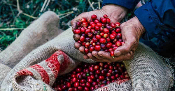 Xuất khẩu cà phê của Brazil sang Mỹ giảm gần 50% trong tháng 8