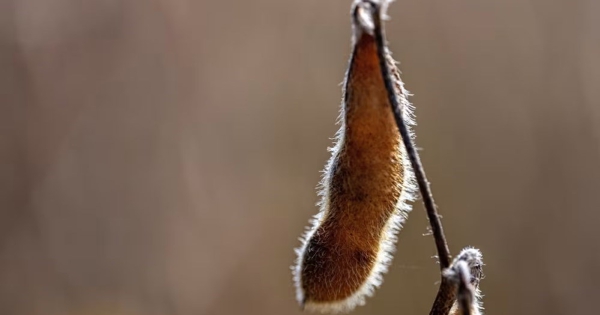 Nông dân trồng đậu tương Mỹ 'sốt ruột' vì chưa có đơn hàng từ Trung Quốc