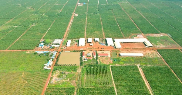 Khoản lỗ của HAGL Agrico tăng thêm 61 tỷ sau soát xét bán niên