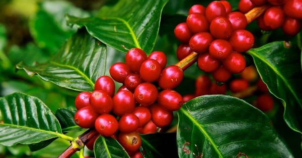 Brazil: Giá cà phê rang xay tăng vì chi phí hạt nguyên liệu leo thang