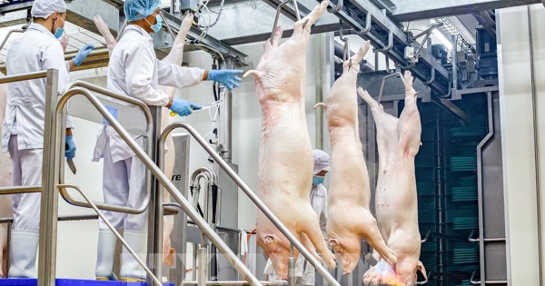 Hải Phòng siết nguồn gốc thực phẩm sau vụ thịt nhiễm bệnh của Công ty Đồ hộp Hạ Long