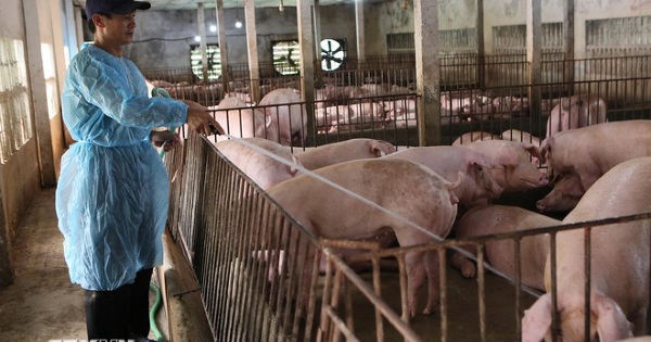 Đảm bảo nguồn cung thịt heo cung cấp dịp Tết Nguyên đán Bính Ngọ