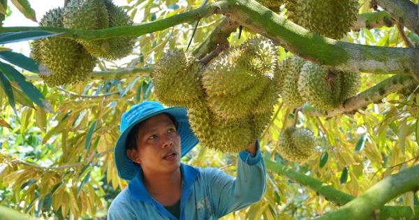 Kim ngạch xuất khẩu sầu riêng cao kỷ lục
