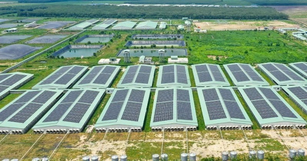 Giá heo chạm đáy quý IV/2025, Nông nghiệp BAF báo lỗ khi tăng mạnh quy mô đàn