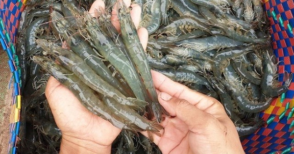 Tôm Việt lấy gì để cạnh tranh tại Trung Quốc trong 2026?