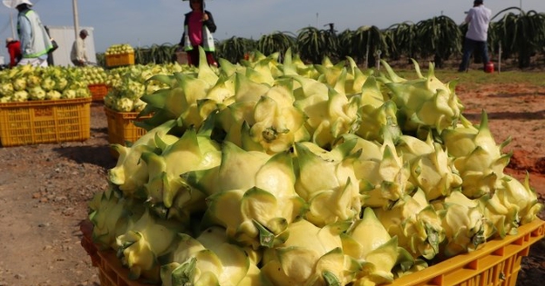 Xuất khẩu thanh long thấp nhất 11 năm