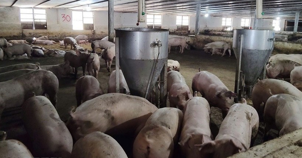 TP HCM: Giá heo hơi tăng cao, thận trọng trong tái đàn