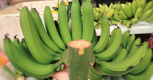 Chuối xanh bày Tết giá lên tới hơn triệu đồng