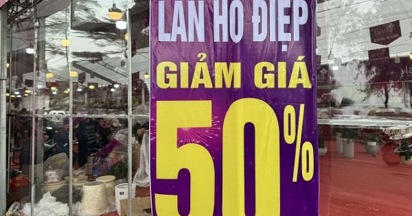 Cây cảnh, hoa chơi Tết giảm giá một nửa để xả hàng sớm