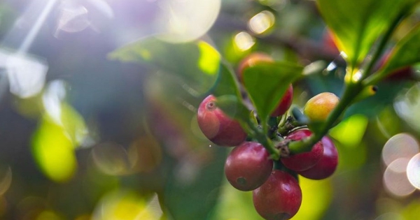 ICO: Giao dịch trầm lắng, giá cà phê toàn cầu tiếp tục giảm trong tháng đầu năm