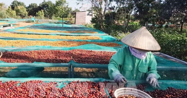Giá cà phê tuột mốc 100.000 đồng/kg