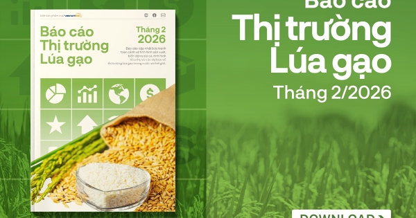 [Báo cáo] Thị trường gạo tháng 2/2026: Thương mại gạo toàn cầu đối mặt rủi ro từ bất ổn Trung Đông