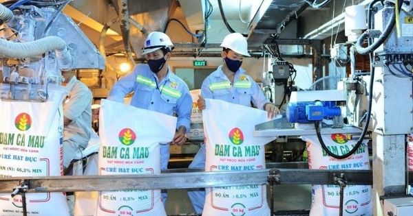 Đạm Cà Mau muốn chia cổ tức 20% bằng tiền