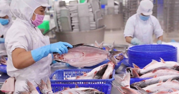 Doanh thu thị trường Mỹ của Vĩnh Hoàn tăng vọt 20% trong tháng 2