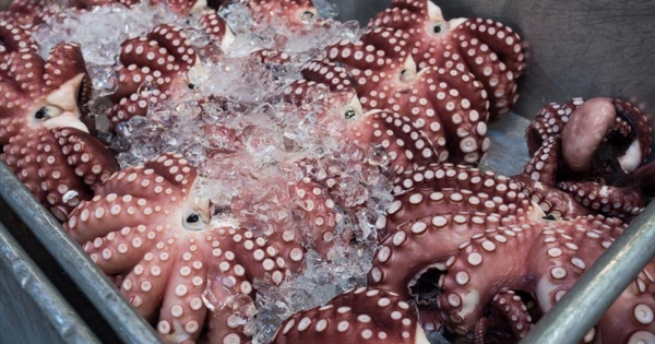 Xuất khẩu mực, bạch tuộc tăng gần gấp đôi trong hai tháng đầu năm