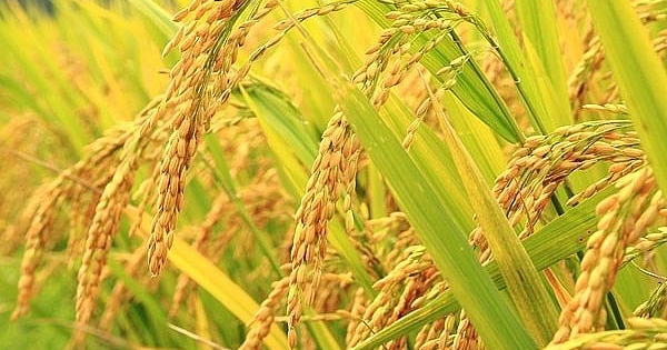 Đề xuất mua tạm trữ thóc gạo cho người nông dân