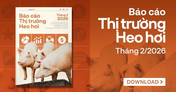 [Báo cáo] Thị trường heo hơi tháng 2/2026: Đi ngược thế giới, giá heo tại Việt Nam, Trung Quốc giảm