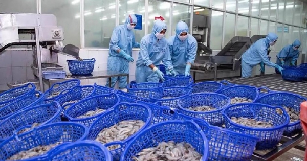 Doanh thu Sao Ta giảm gần 50% trong tháng 2