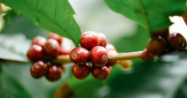 ICO: Giá cà phê biến động mạnh dưới tác động của cuộc xung đột tại Trung Đông