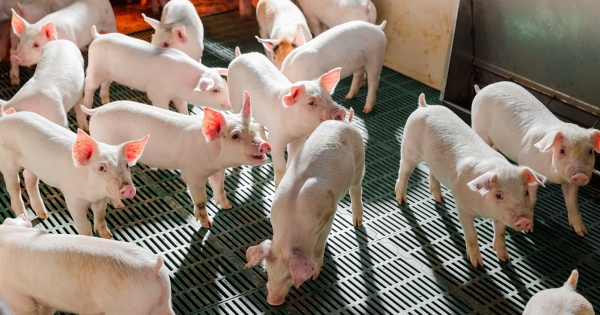 Chủ tịch Nông nghiệp Hoà Phát: Giá heo 2026 có thể đạt 62.000 đồng/kg vì áp lực chi phí cao