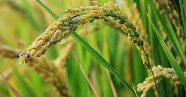 Tin vui cho gạo Việt Nam: Khách hàng lớn nhất sắp nhập khẩu lượng gạo cao kỷ lục 4,8 triệu tấn