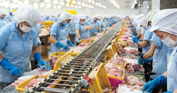Lợi nhuận Thuỷ sản Nam Việt (ANV) tăng 48% trong quý I