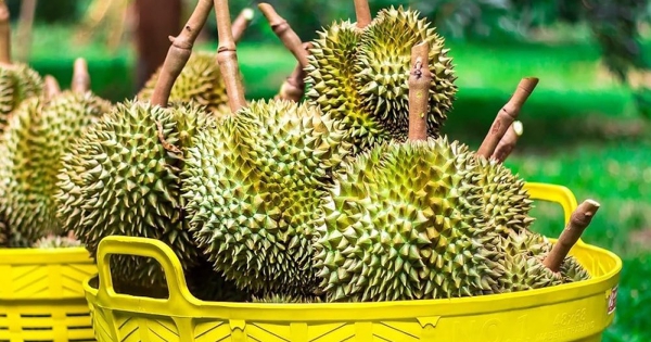 Giá sầu riêng lao dốc dù xuất khẩu tăng mạnh