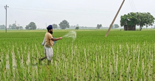 Quốc gia nhập khẩu phân bón lớn nhất thế giới tìm đến Việt Nam và một số nước