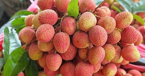 Vải thiều mất mùa