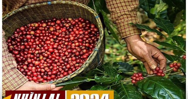 Xuất khẩu nông sản trong năm 2024 và loạt con số kỷ lục