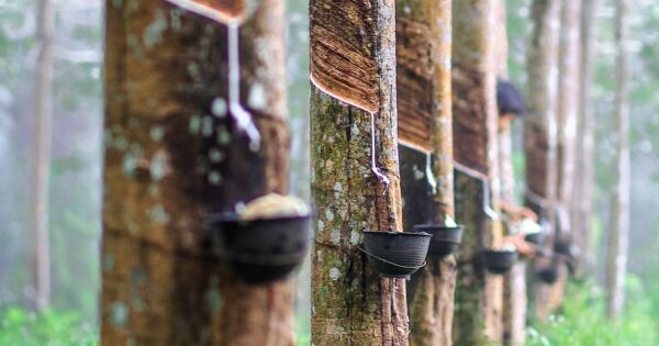 Giá cao su hôm nay 1/1: Thị trường lặng sóng, Việt Nam là nguồn cung cao su lớn thứ hai vào Trung Quốc